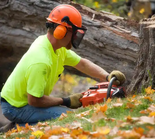 tree services Myrtle